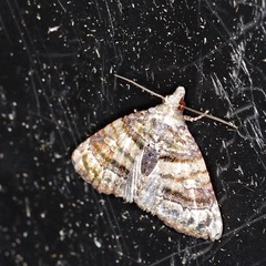 Chlumetia transversa