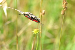 Zygaena erythrus