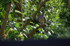 Columba palumbus