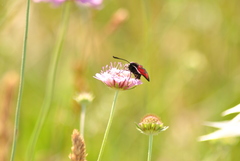Zygaena erythrus