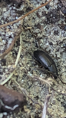 Blapstinus metallicus