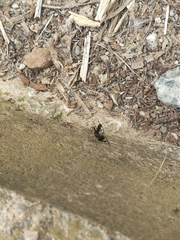 Camponotus sylvaticus