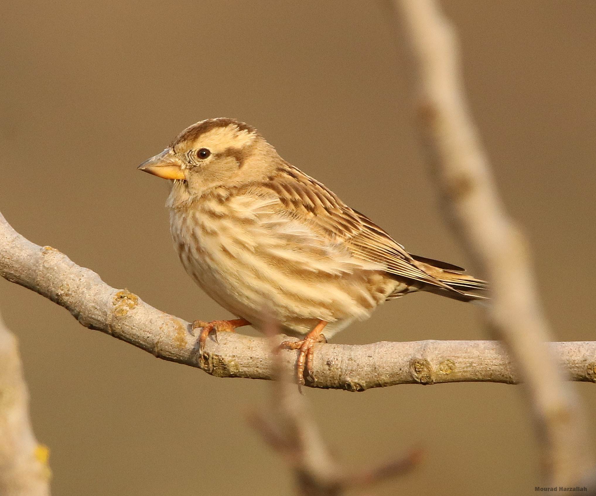 Rock Sparrow