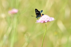 Zygaena ephialtes