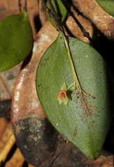 Lepanthes pectinata
