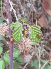 Macrolenes dentipes