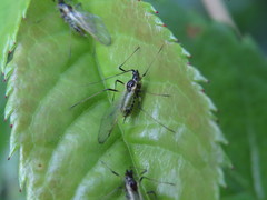 Brachycaudus helichrysi