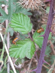 Macrolenes dentipes