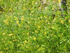 Melilotus neapolitanus