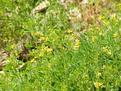 Melilotus neapolitanus