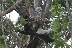 Ictinia mississippiensis