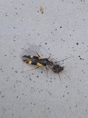 Dryophilocoris flavoquadrimaculatus