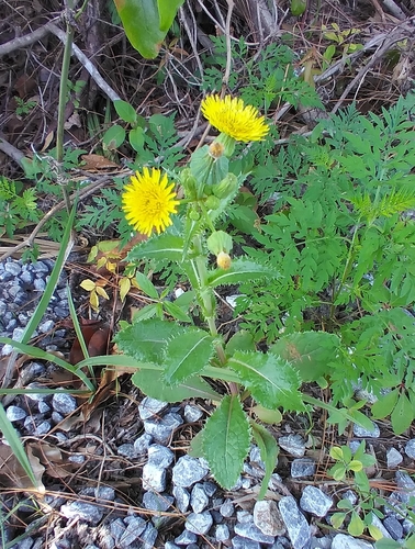 Sonchus asper image