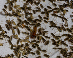 Bledius mandibularis