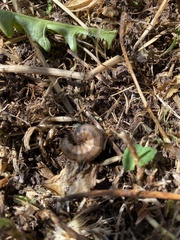 Copitarsia incommoda