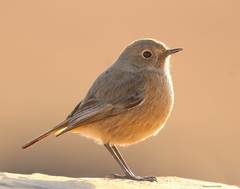 Phoenicurus ochruros