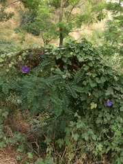 Ipomoea indica
