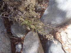 Brickellia amplexicaulis