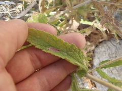 Brickellia amplexicaulis