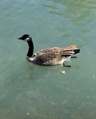 Branta canadensis