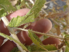 Brickellia amplexicaulis