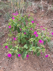 Mirabilis jalapa