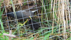 Gallinula chloropus