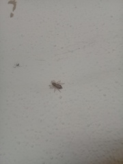 Menemerus bivittatus