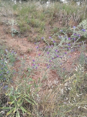 Echium