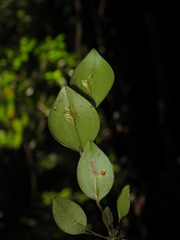 Lepanthes pectinata