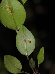 Lepanthes pectinata