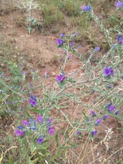 Echium