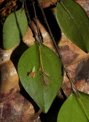 Lepanthes pectinata