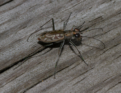 Ellipsoptera hamata