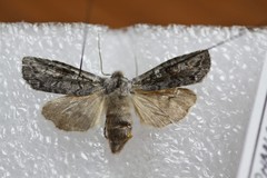 Lithophane tepida