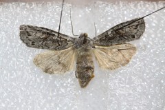 Lithophane tepida