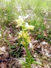Dactylorhiza insularis