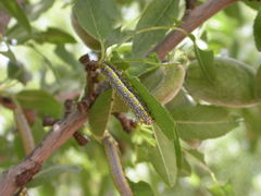 Diloba caeruleocephala