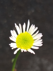 Erigeron karvinskianus
