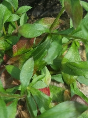 Erigeron karvinskianus
