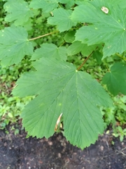 Acer pseudoplatanus