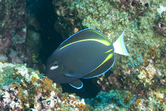 Acanthurus nigricans