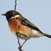 Dark African Stonechat - Photo (c) magdastlucia, some rights reserved (CC BY-NC), uploaded by magdastlucia