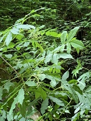 Polyscias sambucifolia