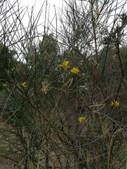 Spartium junceum