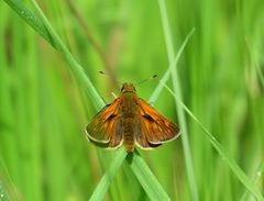 Ochlodes sylvanus