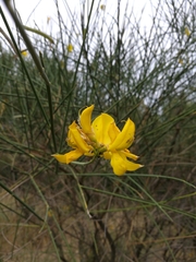 Spartium junceum