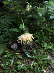 Cirsium erisithales