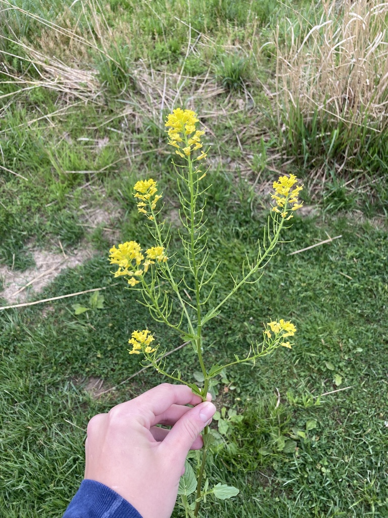 bitter wintercress from Parma, OH, US on May 18, 2022 at 1116 AM by