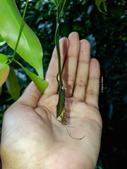 Archaeoprepona demophoon gulina